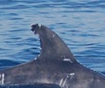 RightDorsal