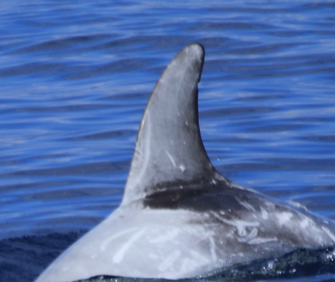 LeftDorsal