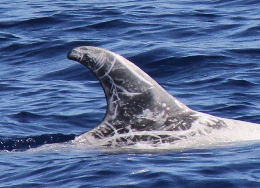 RightDorsal
