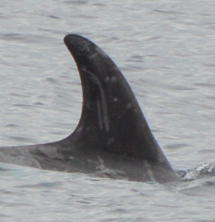 RightDorsal