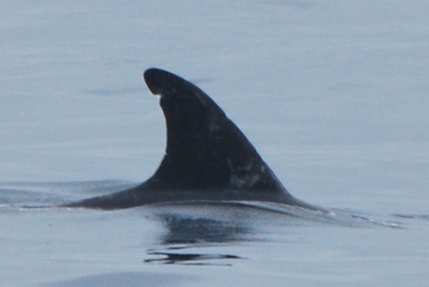 RightDorsal
