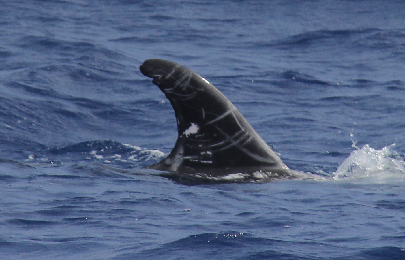 RightDorsal