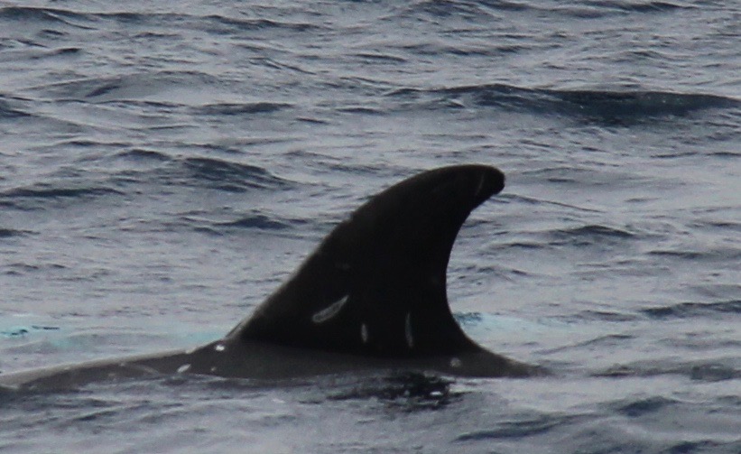 LeftDorsal