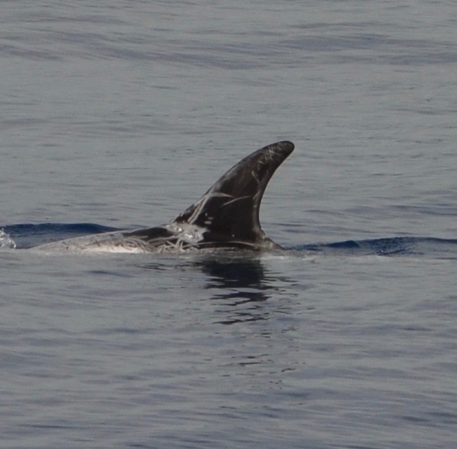 LeftDorsal
