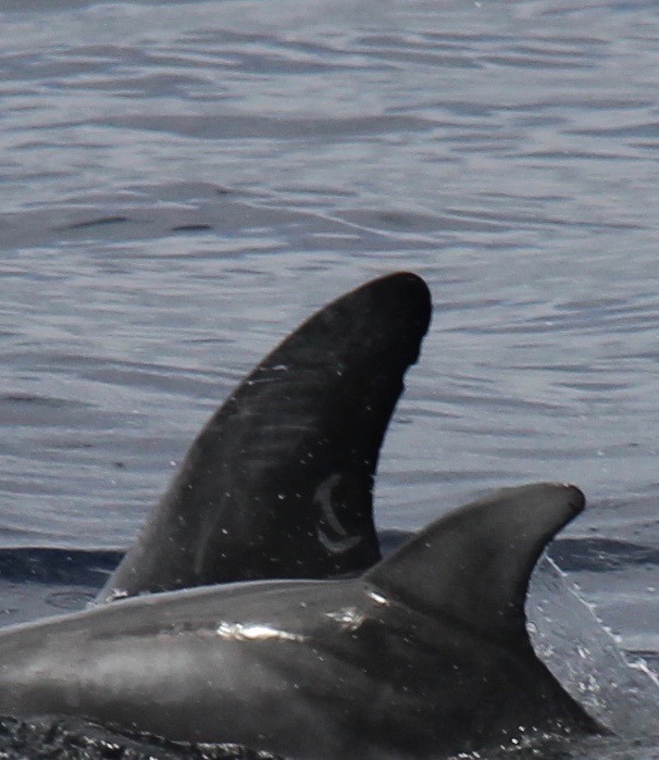 LeftDorsal