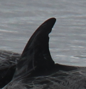 LeftDorsal