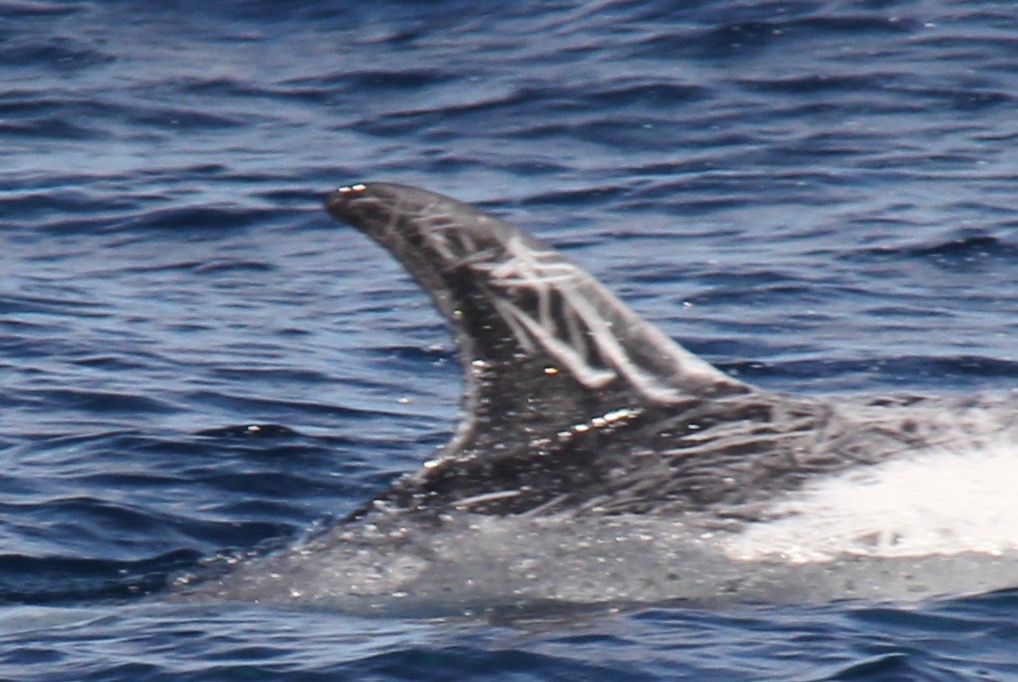 RightDorsal