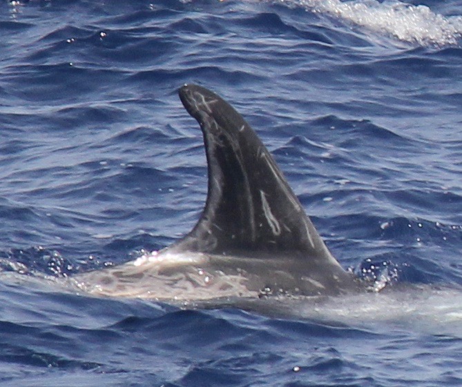 RightDorsal