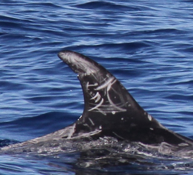 RightDorsal