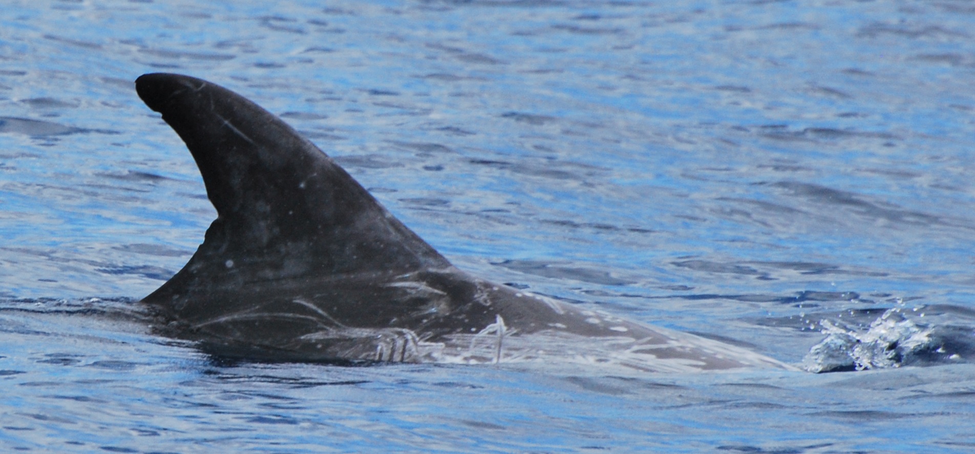 RightDorsal