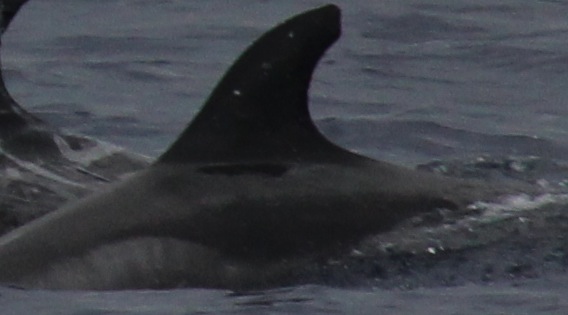 LeftDorsal