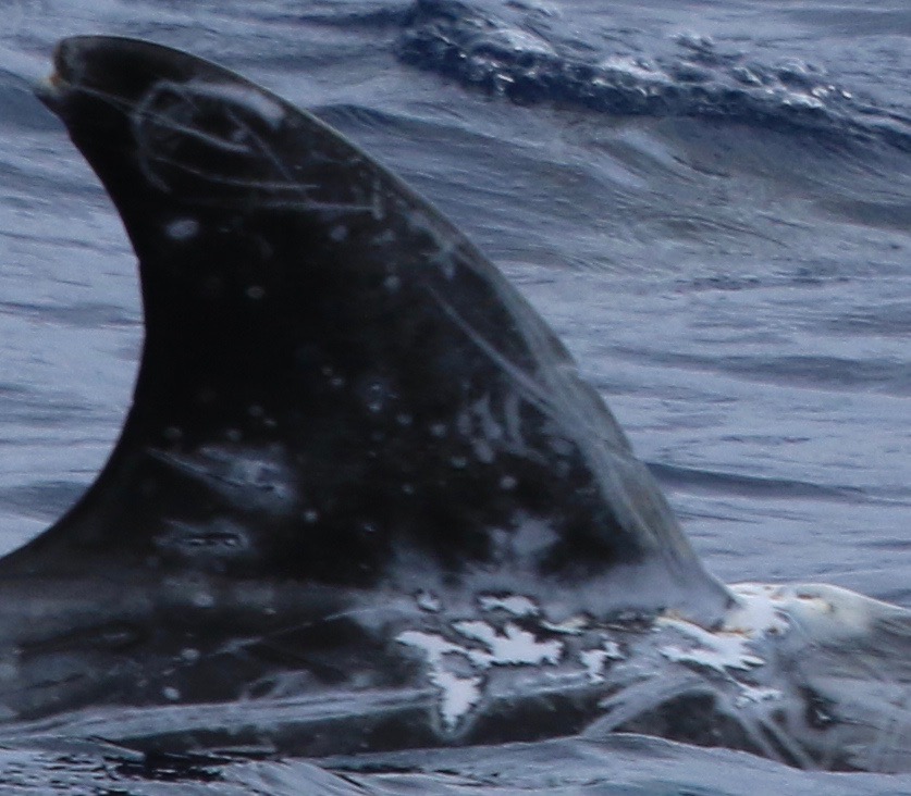 RightDorsal