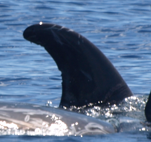 RightDorsal