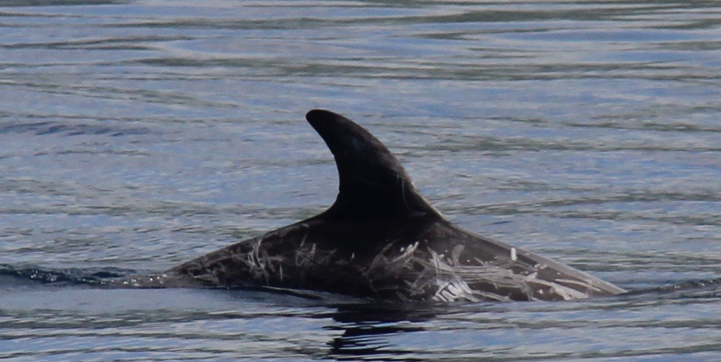 RightDorsal