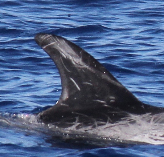RightDorsal
