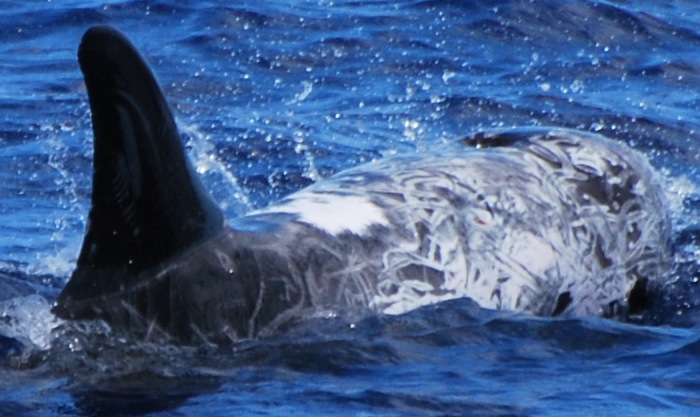 RightDorsal