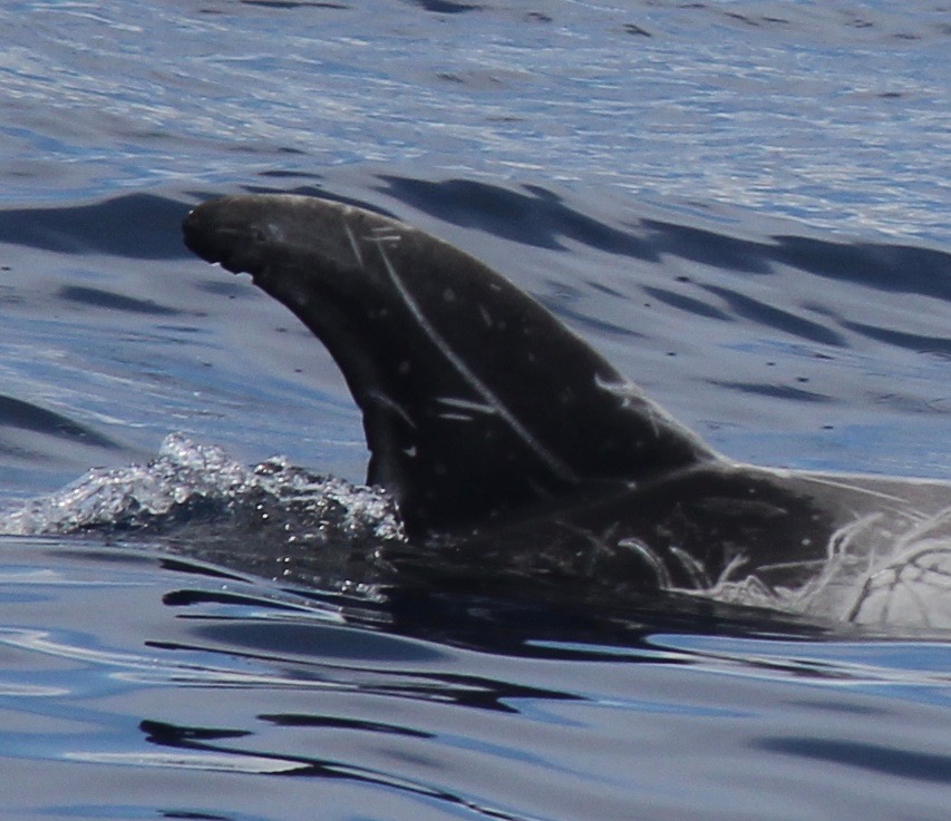 RightDorsal
