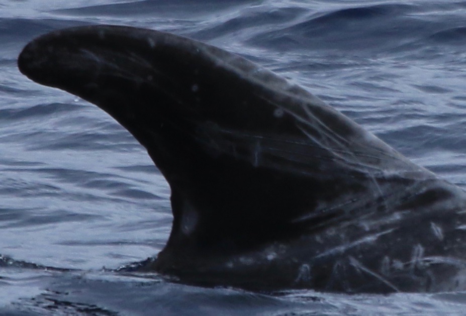 RightDorsal
