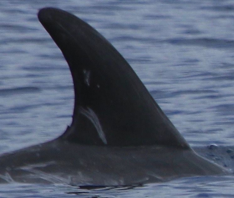 RightDorsal