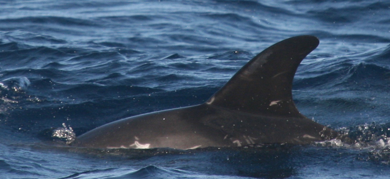 LeftDorsal