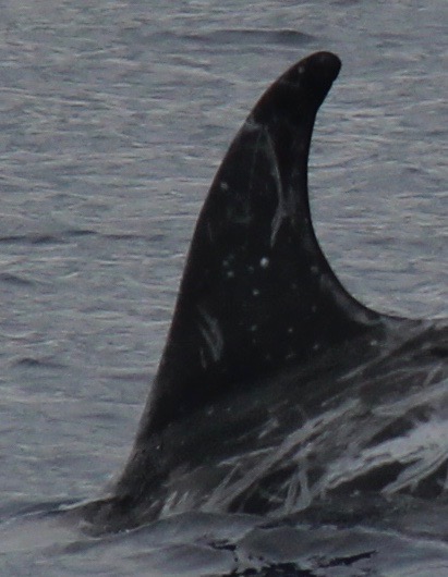 LeftDorsal