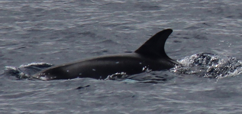 LeftDorsal