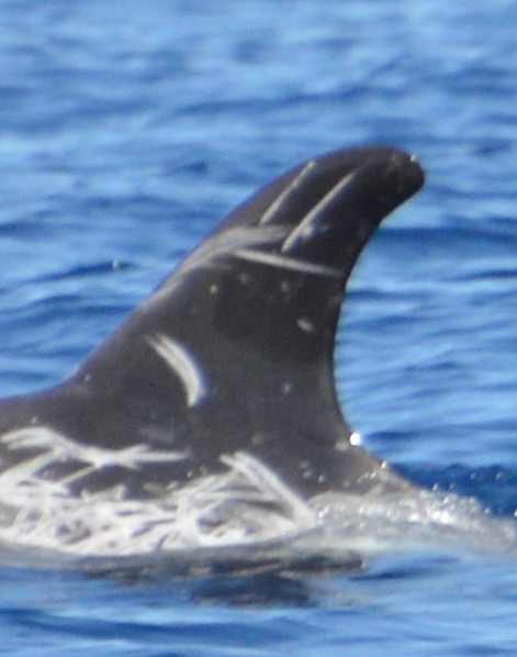 LeftDorsal