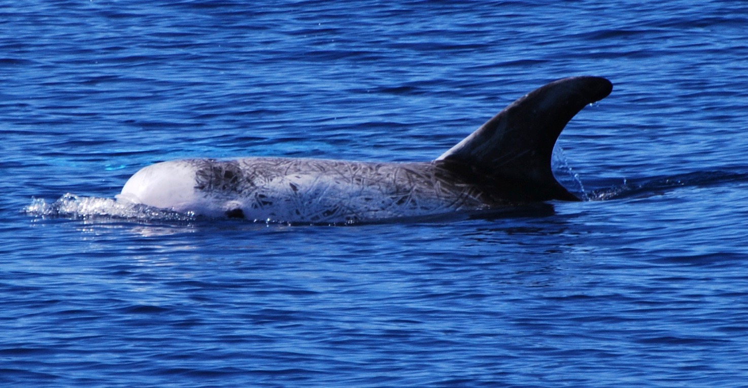 LeftDorsal