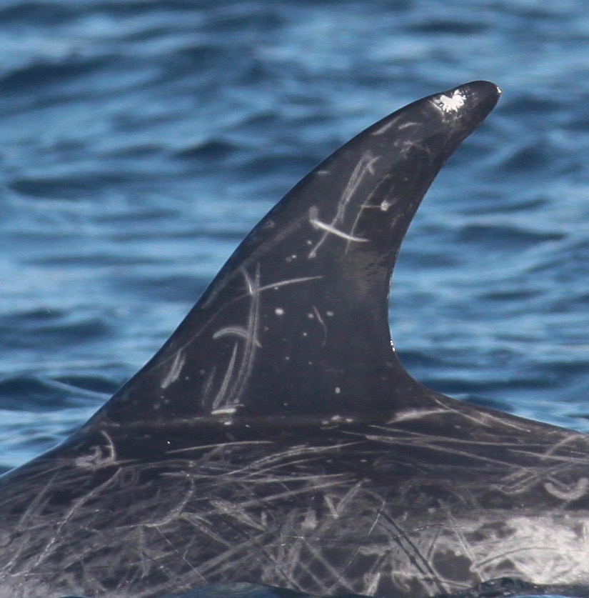 LeftDorsal