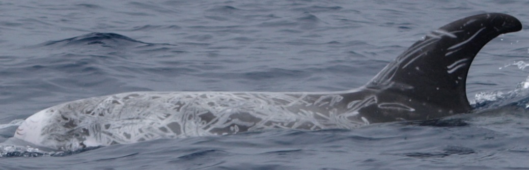LeftDorsal