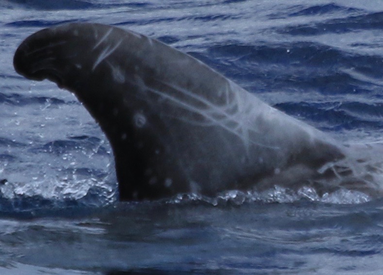 RightDorsal
