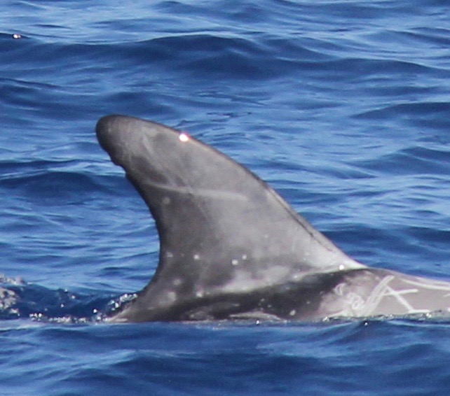 RightDorsal