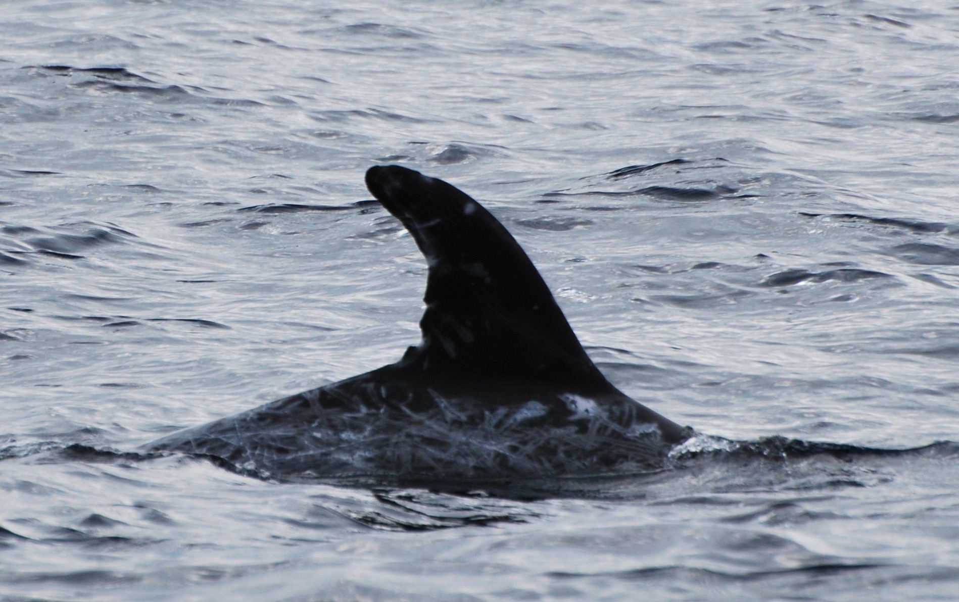 RightDorsal