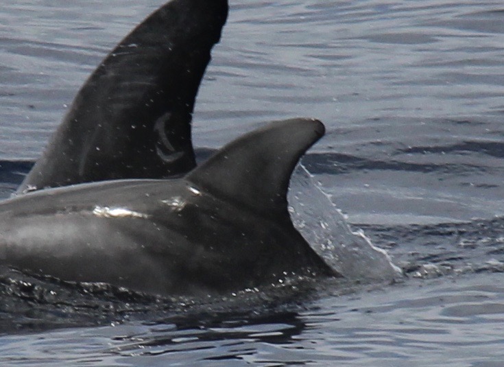 LeftDorsal