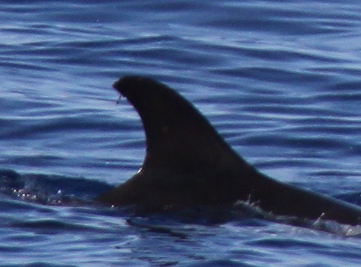 RightDorsal