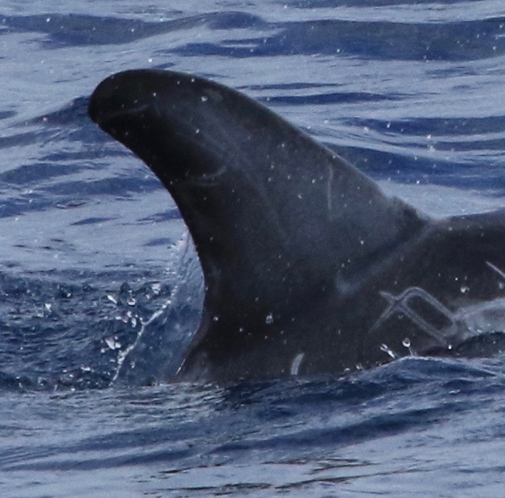 RightDorsal