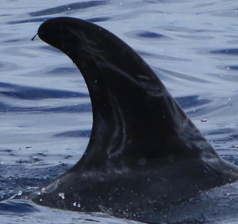 RightDorsal