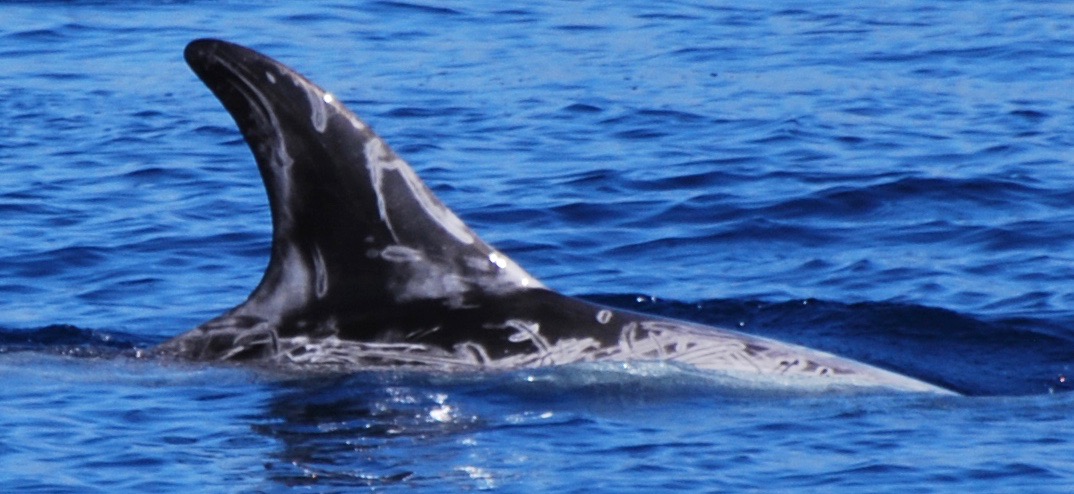 RightDorsal