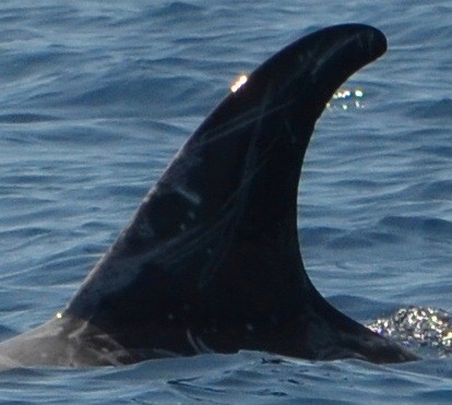 LeftDorsal