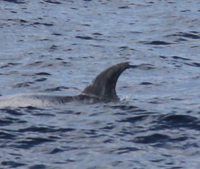 LeftDorsal