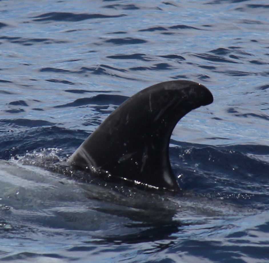 LeftDorsal