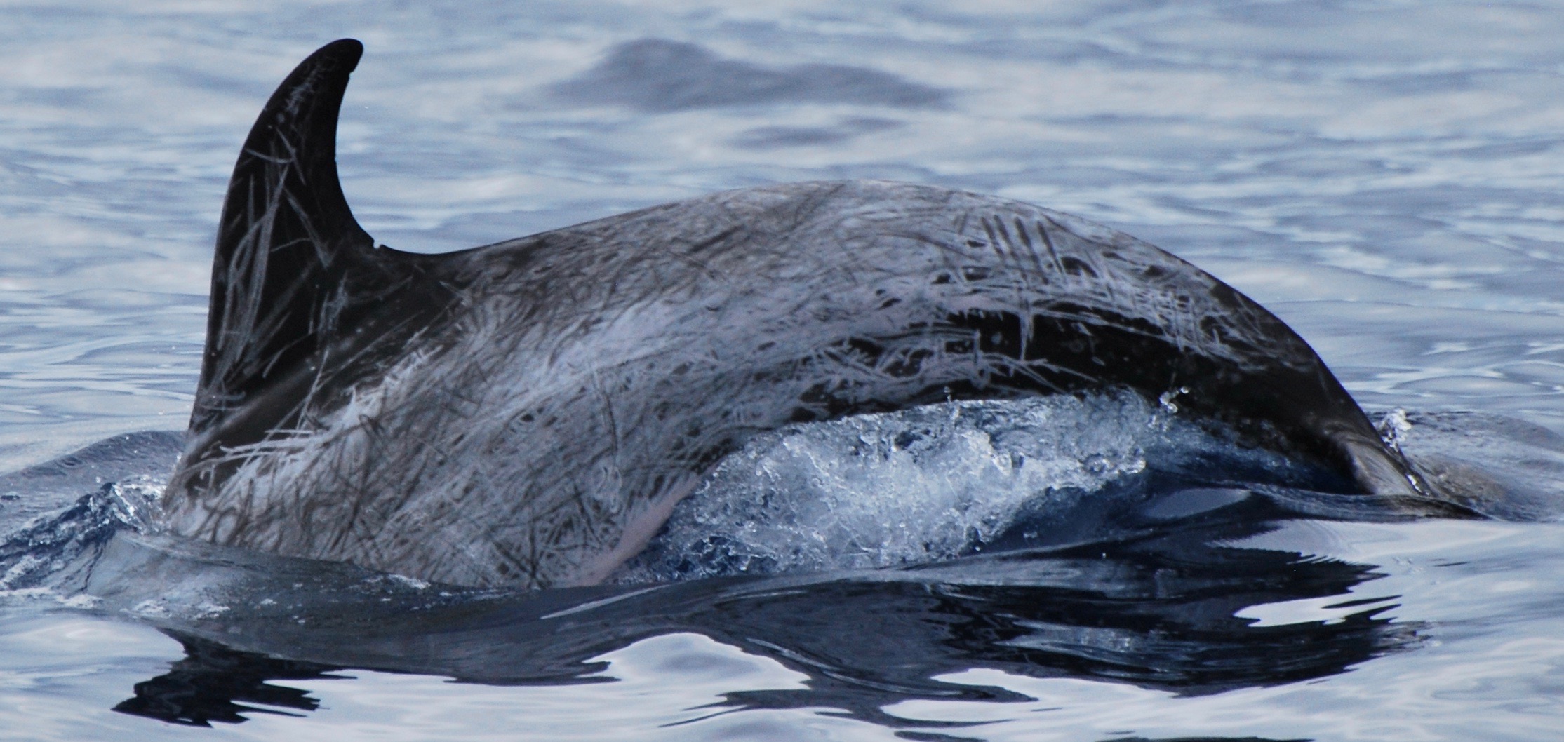 LeftDorsal