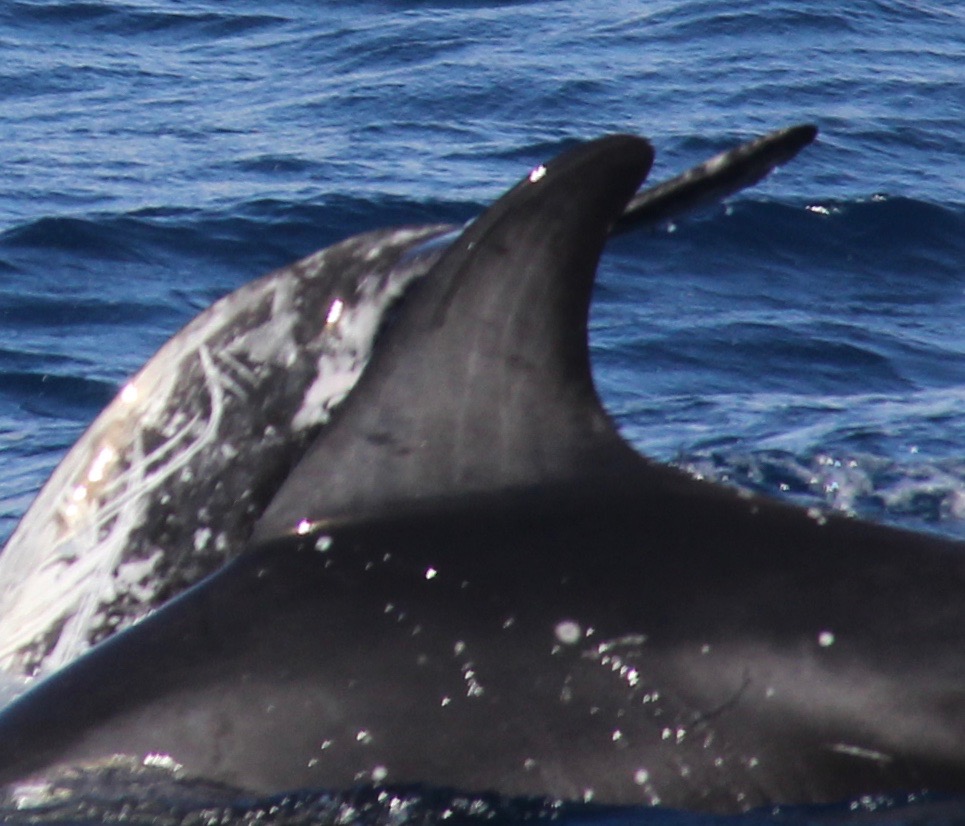 LeftDorsal