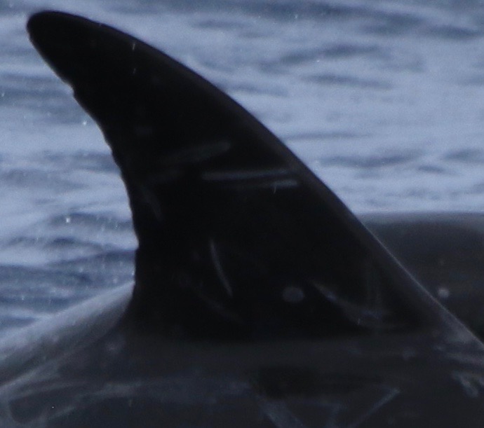 RightDorsal