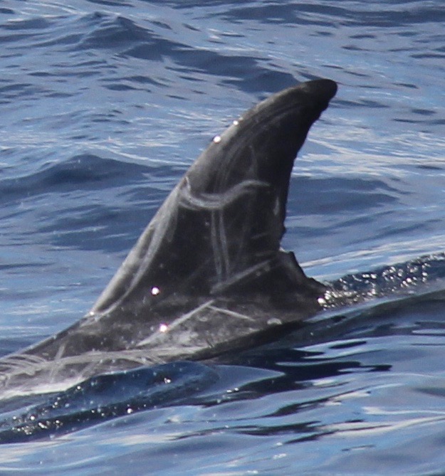 LeftDorsal