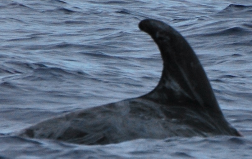 RightDorsal