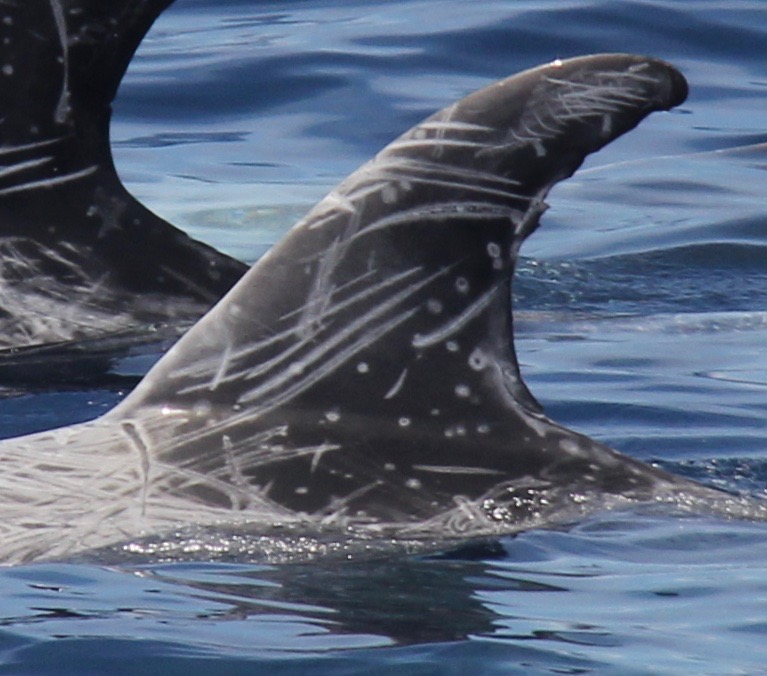 LeftDorsal