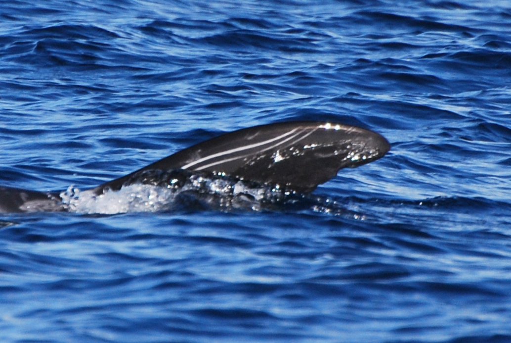 LeftDorsal