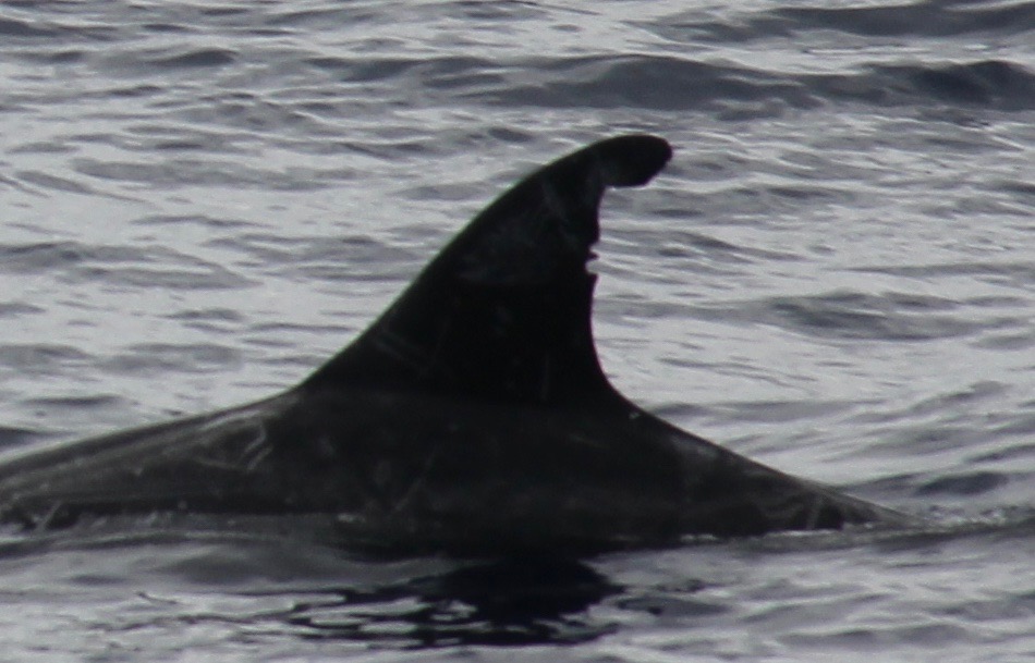LeftDorsal