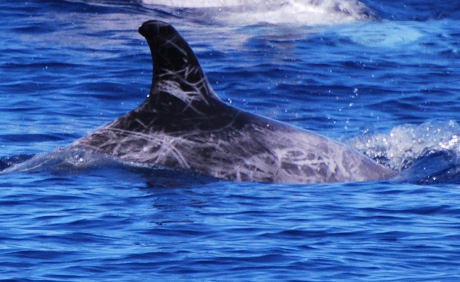 RightDorsal